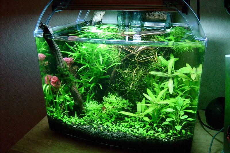 Heteranthera Zosterifolia